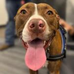 Meet Talenti, a sweet 3-year-old red, brindle pup waiting for adoption at Marion County Animal Services.