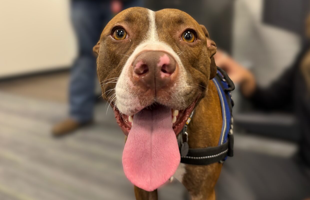Meet Talenti, a sweet 3-year-old red, brindle pup waiting for adoption at Marion County Animal Services.