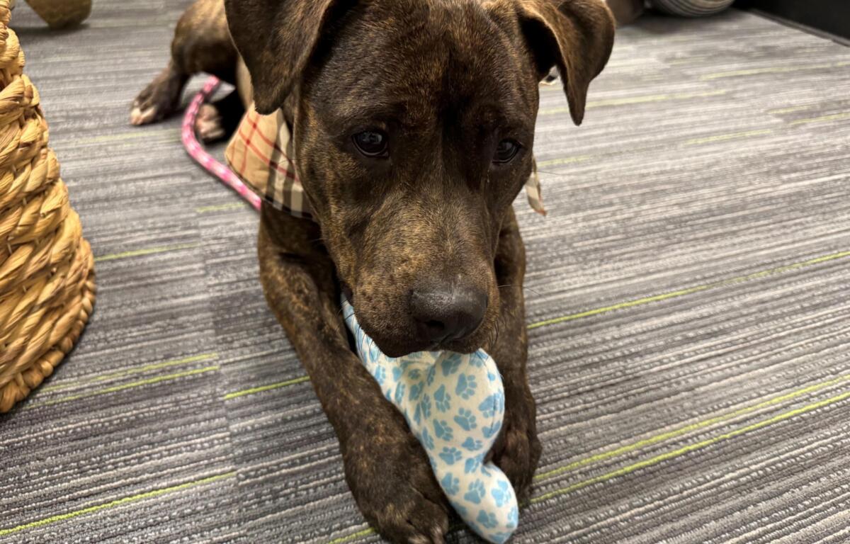 Tiana - a three-year-old, dark brown brindle, mixed pup available for adoption at the Humane Society of Marion County.