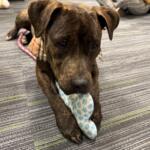 Tiana - a three-year-old, dark brown brindle, mixed pup available for adoption at the Humane Society of Marion County.