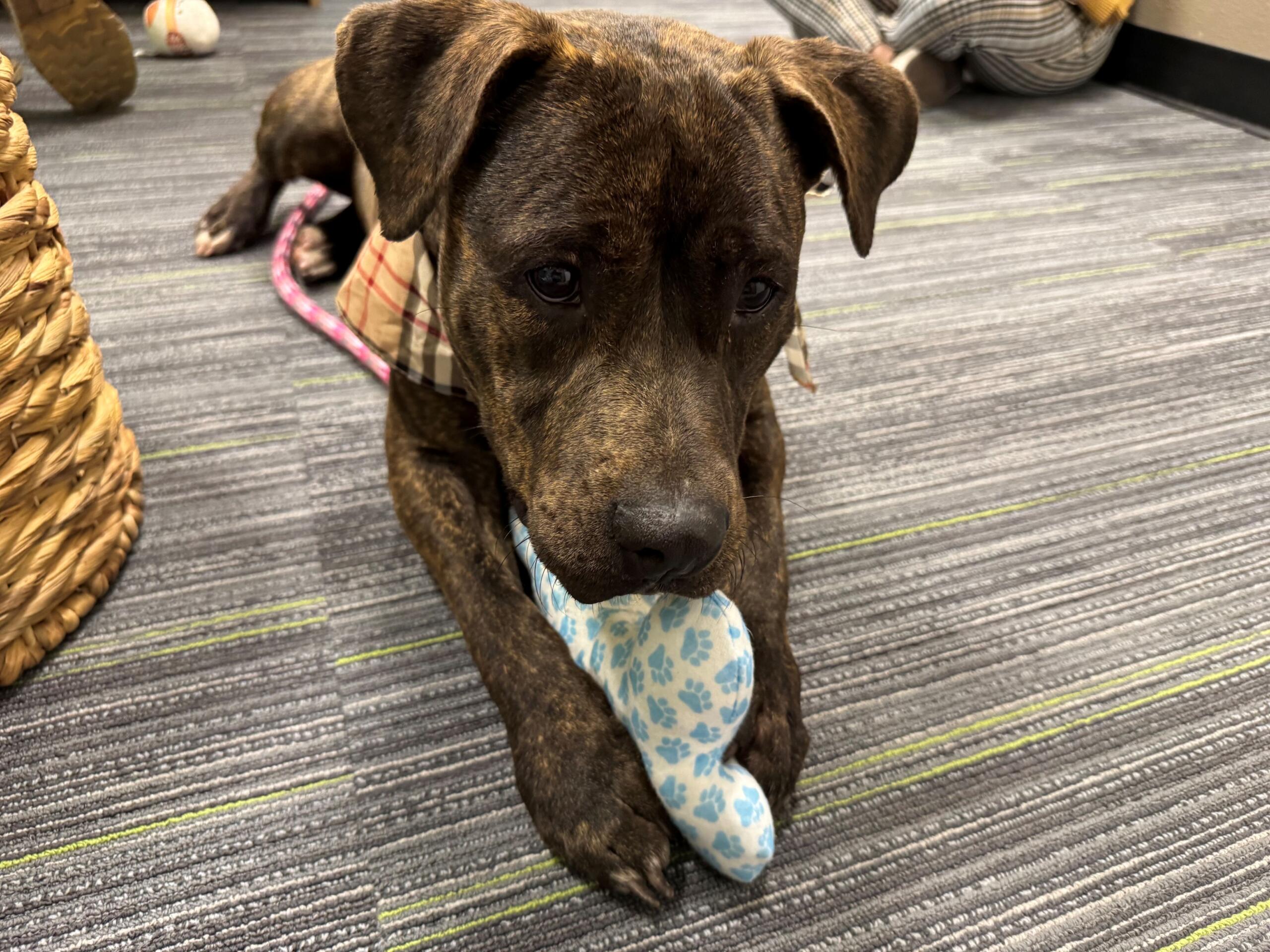 Project Pawsitivity: Pretty Prancing Princess Tiana