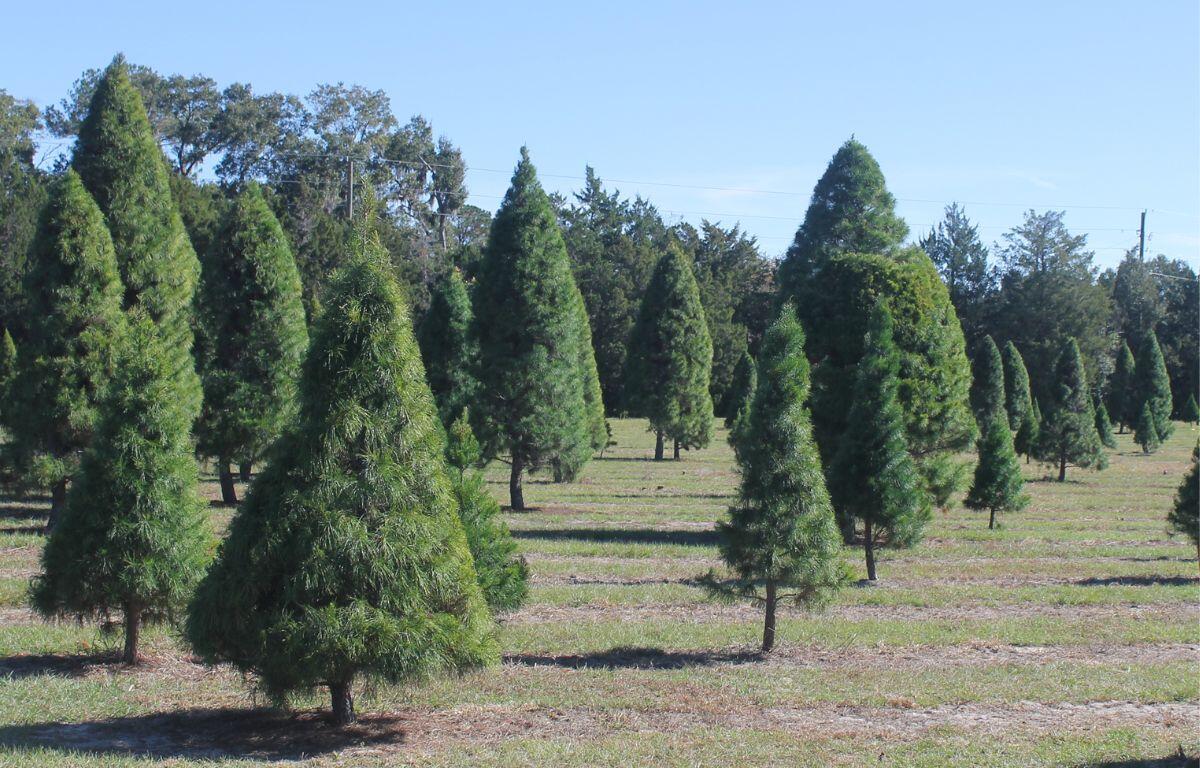 A series of trees in a variety of shapes and sizes on a grass field