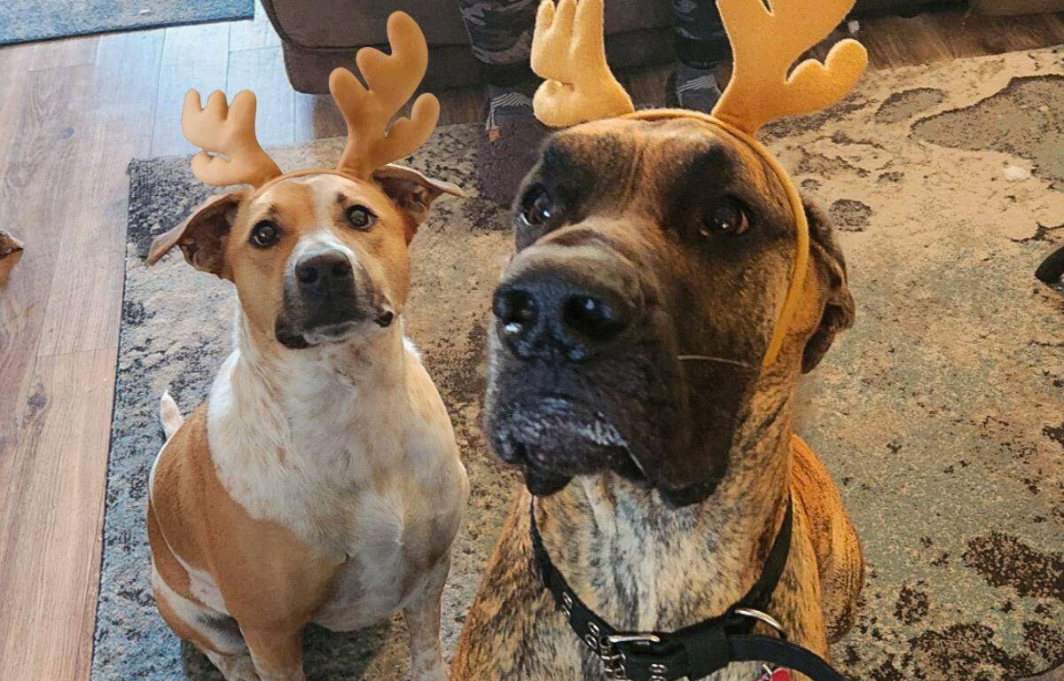 Two dogs wearing soft, antler-shaped headbands sit indoors on a patterned rug, looking up attentively; one is a tan-and-white dog and the other is a larger brindle dog whose face is close to the camera.