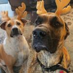 Two dogs wearing soft, antler-shaped headbands sit indoors on a patterned rug, looking up attentively; one is a tan-and-white dog and the other is a larger brindle dog whose face is close to the camera.