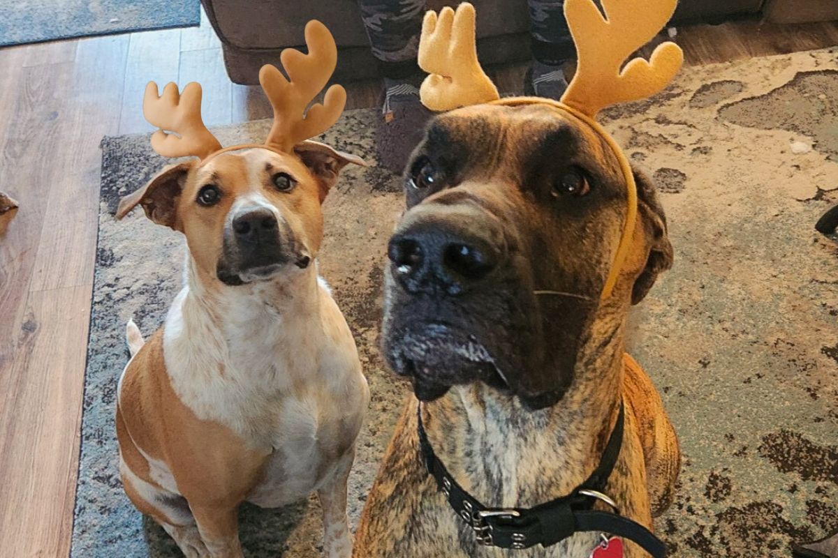 Two dogs wearing soft, antler-shaped headbands sit indoors on a patterned rug, looking up attentively; one is a tan-and-white dog and the other is a larger brindle dog whose face is close to the camera.