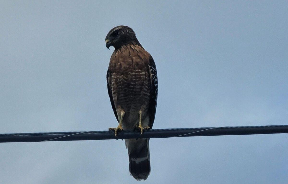 A hawk perched on a power line against a cloudy sky, its feathers showing shades of brown and white.