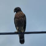 A hawk perched on a power line against a cloudy sky, its feathers showing shades of brown and white.
