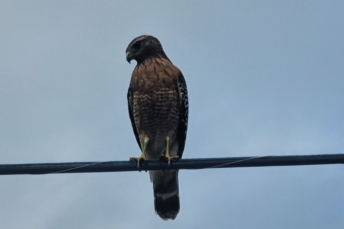 A hawk perched on a power line against a cloudy sky, its feathers showing shades of brown and white.