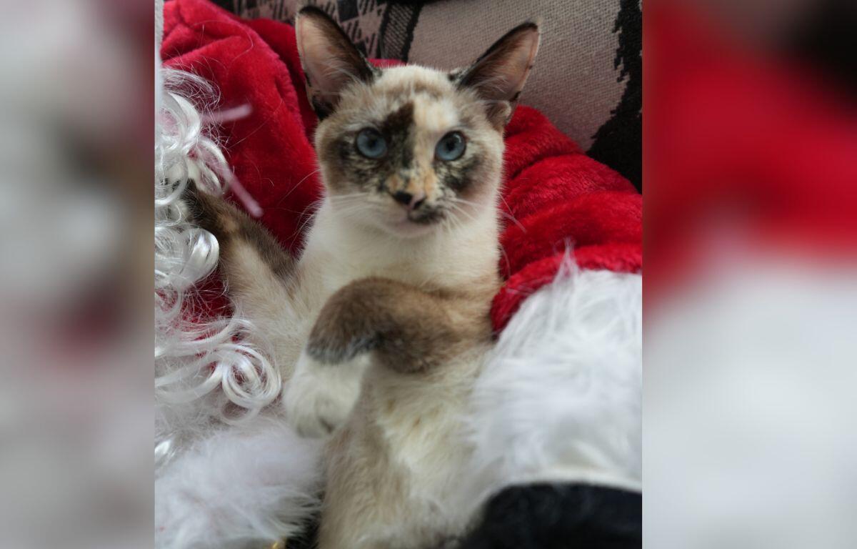 A cute little cat being held by someone in a Santa's suit.