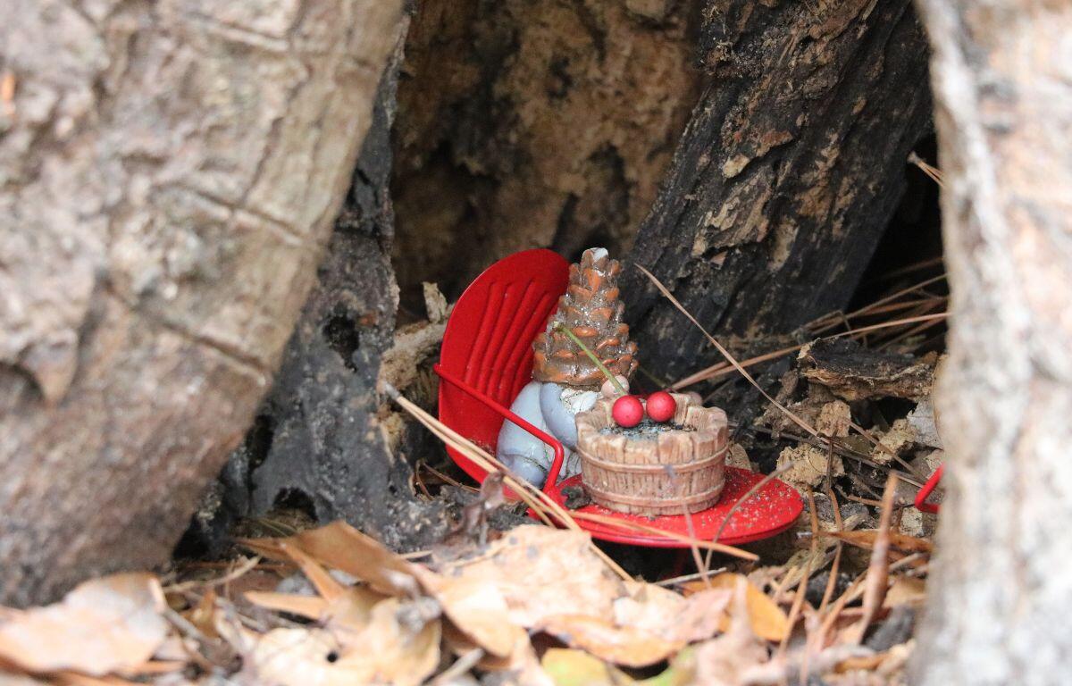 A small gnome figurine sits in a small opening at the base of a tree with leaves surrounding it.