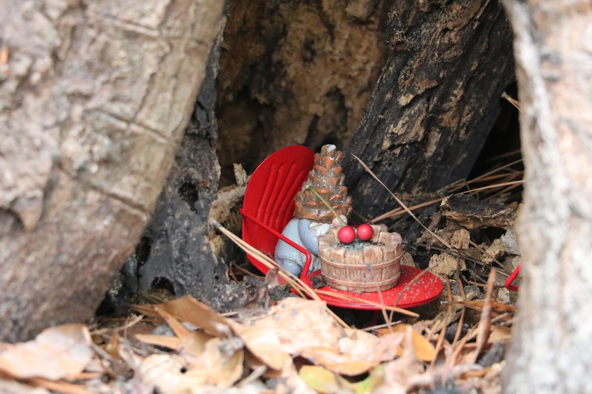 A small gnome figurine sits in a small opening at the base of a tree with leaves surrounding it.