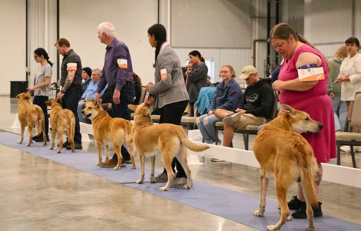 Five people with numbered papers on their arms stand in a line with Chinook dogs. An audience watches from behind.