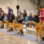 Five people with numbered papers on their arms stand in a line with Chinook dogs. An audience watches from behind.