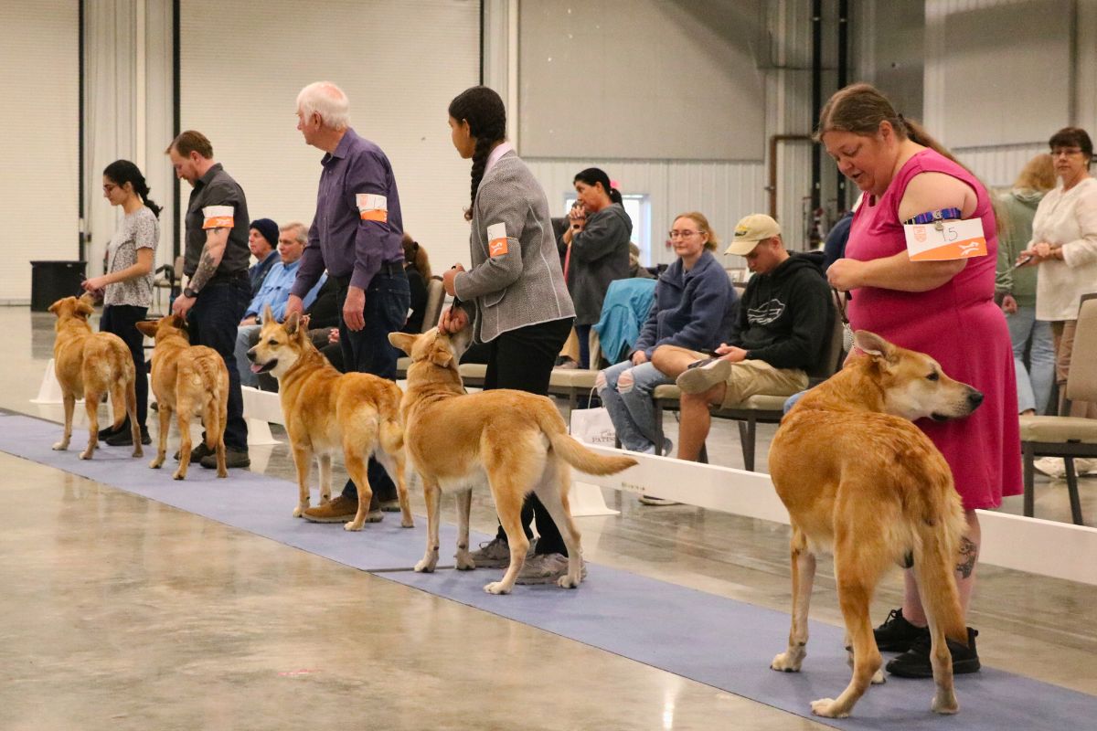 Five people with numbered papers on their arms stand in a line with Chinook dogs. An audience watches from behind.