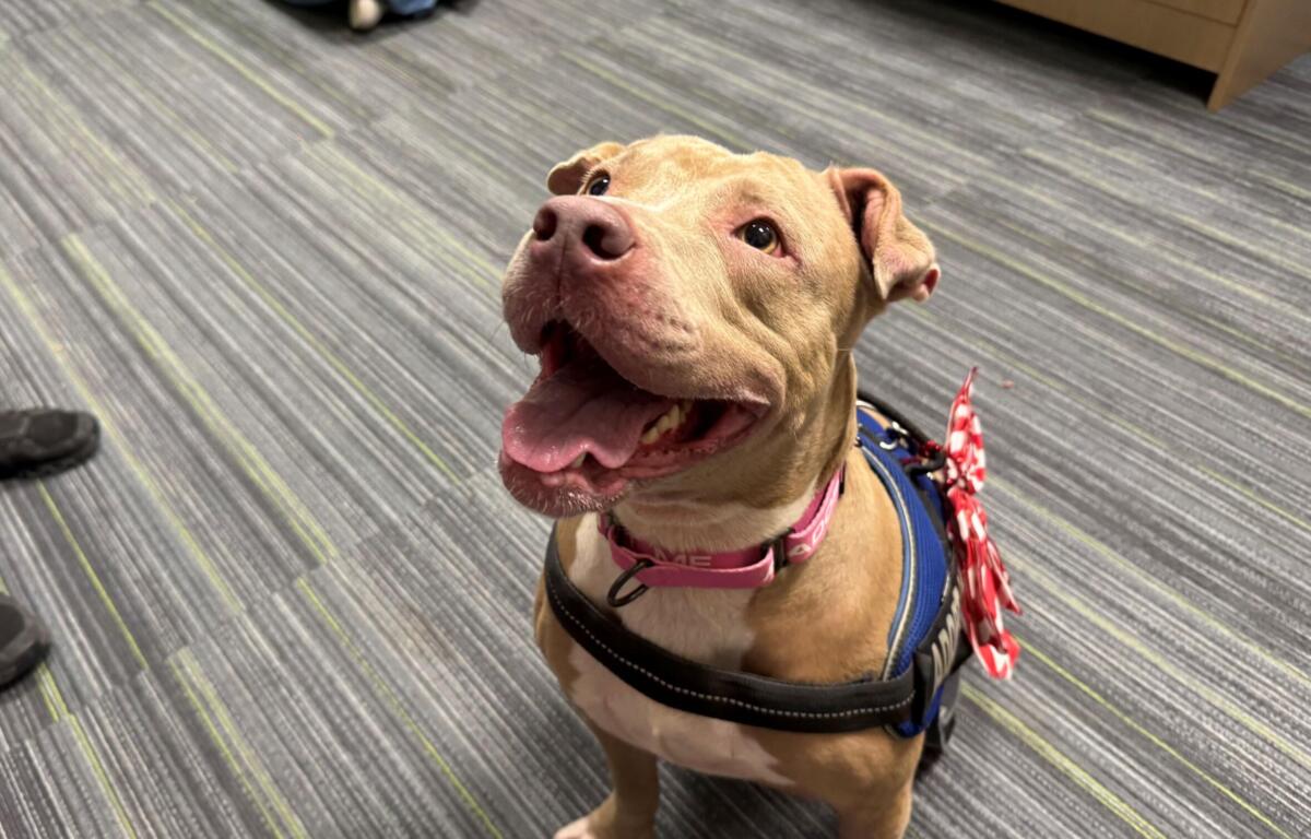 Meet Georgia: a light brown, 6-year-old dog with light brown eyes. Georgia is wearing a blue harness and pink leash that says, "Adopt Me". On the harness there is a white and red, candy-cane-like Christmas bow.