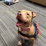 Meet Georgia: a light brown, 6-year-old dog with light brown eyes. Georgia is wearing a blue harness and pink leash that says, "Adopt Me". On the harness there is a white and red, candy-cane-like Christmas bow.