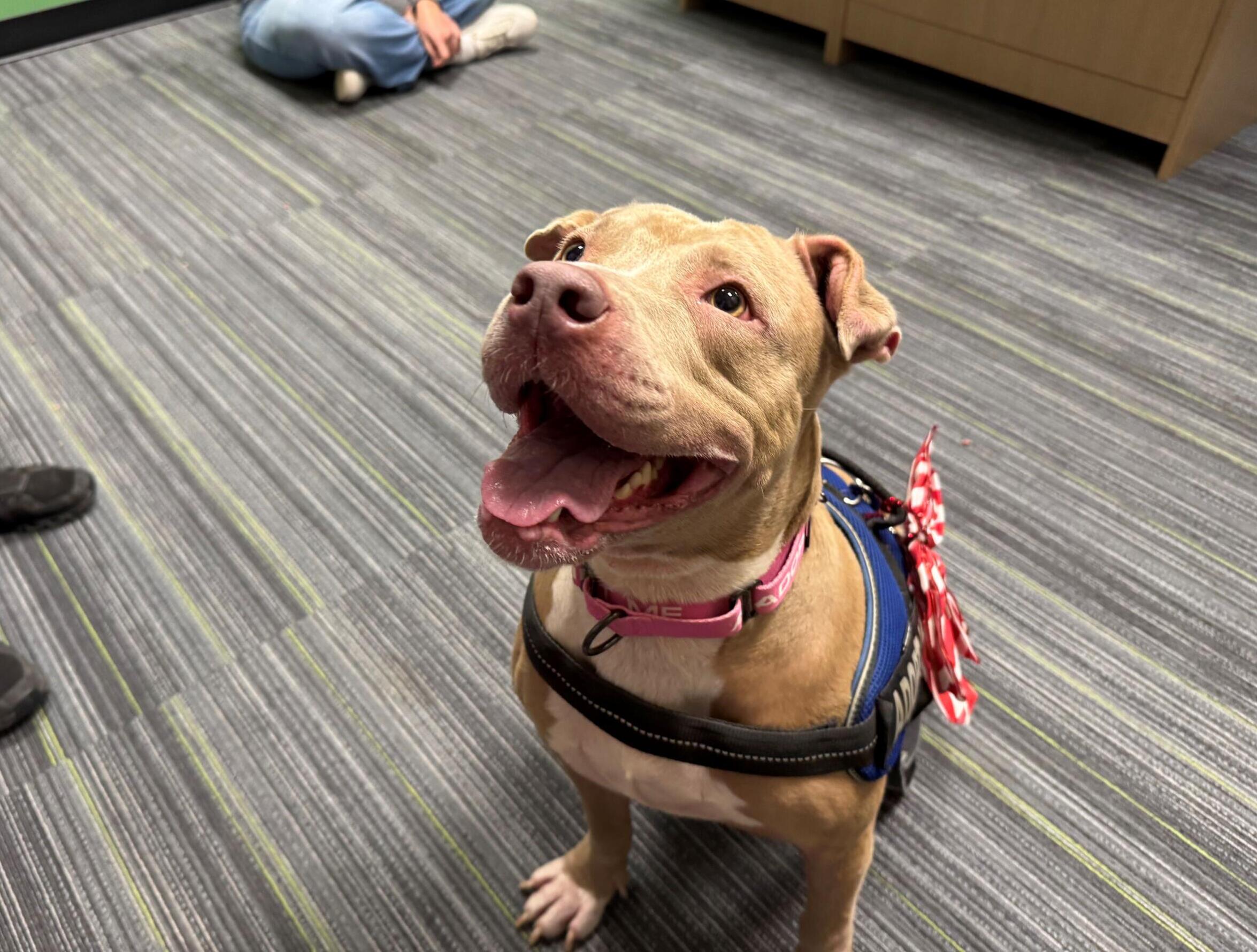 Meet Georgia: a light brown, 6-year-old dog with light brown eyes. Georgia is wearing a blue harness and pink leash that says, "Adopt Me". On the harness there is a white and red, candy-cane-like Christmas bow.