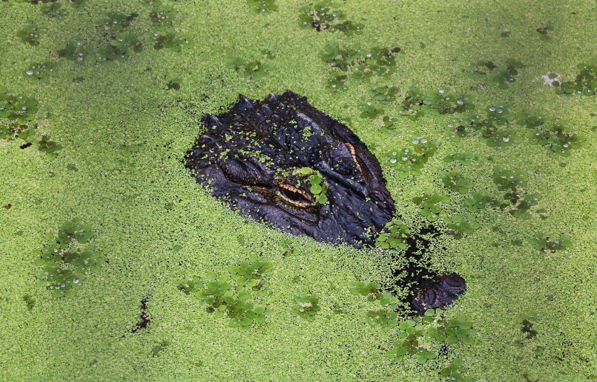 An alligator pokes its head above a pond full of algae.