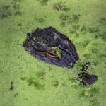 An alligator pokes its head above a pond full of algae.