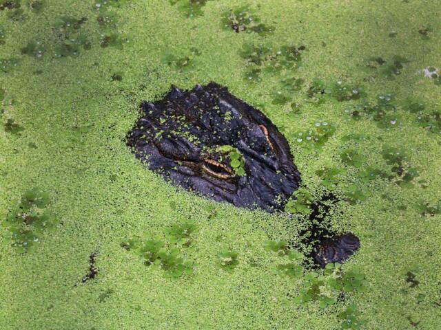 An alligator pokes its head above a pond full of algae.
