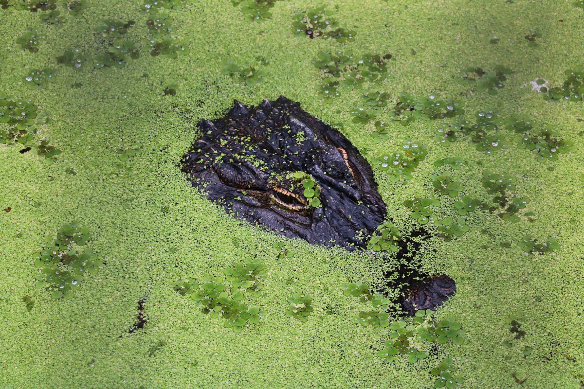 An alligator pokes its head above a pond full of algae.