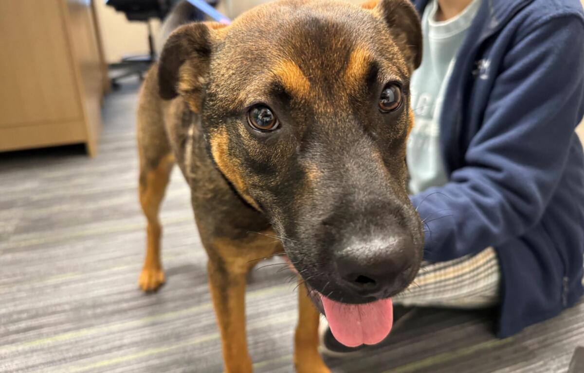 Meet Larry, a teacup German Shepard pup available for adoption at the Humane Society of Marion County.