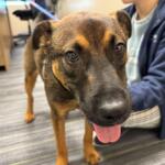 Meet Larry, a teacup German Shepard pup available for adoption at the Humane Society of Marion County.