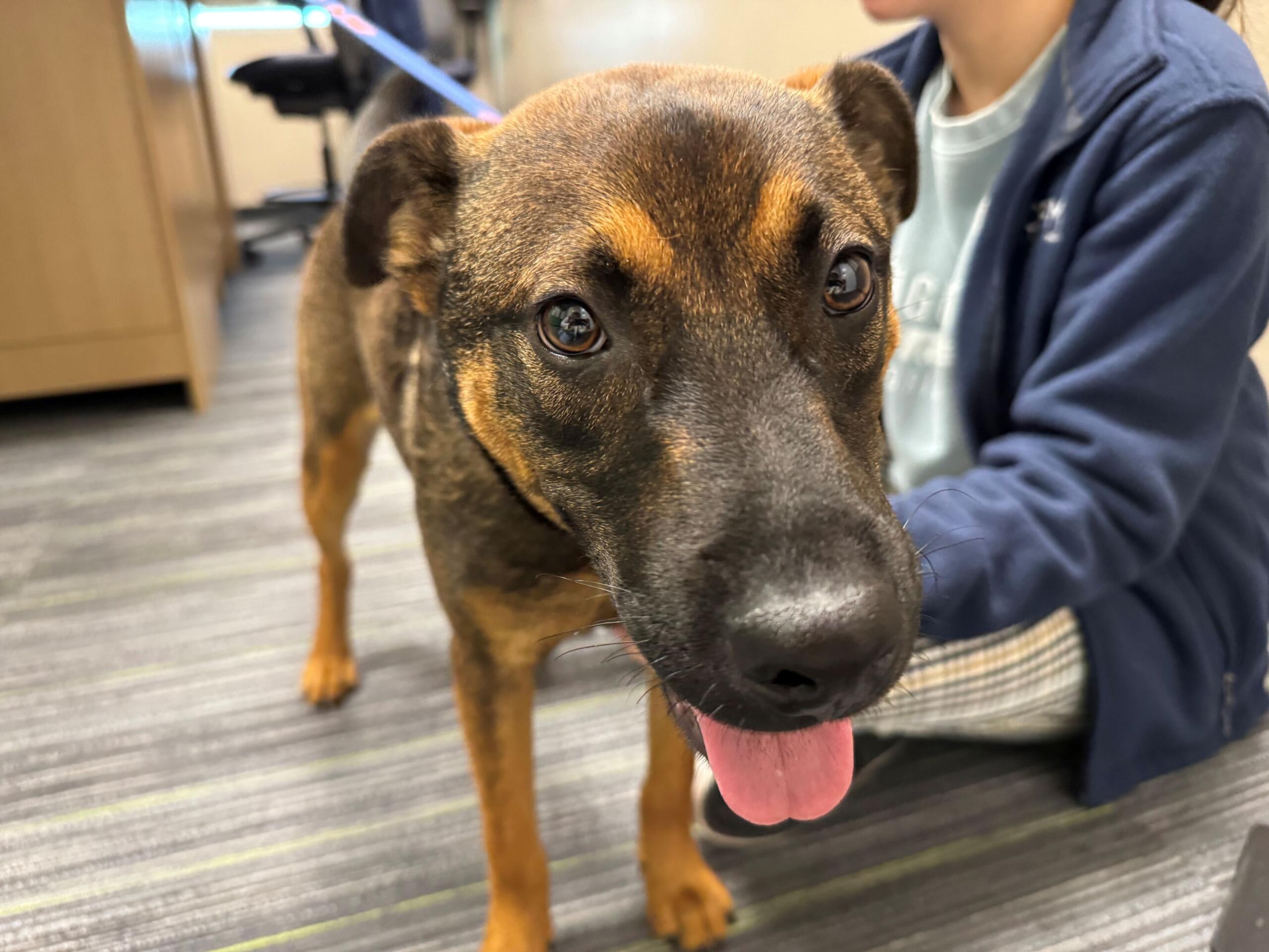 Meet Larry, a teacup German Shepard pup available for adoption at the Humane Society of Marion County.