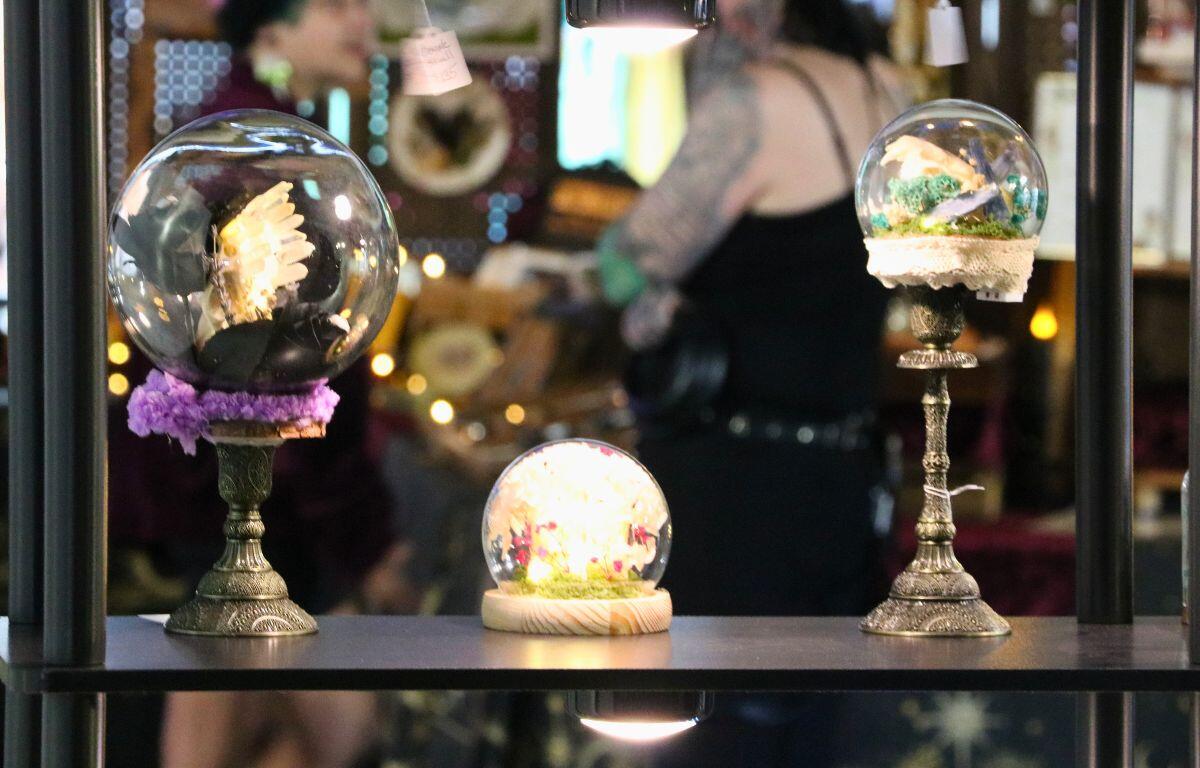 Three elegant displays of animal skulls are shown on a shelf with people talking in the background in a market.