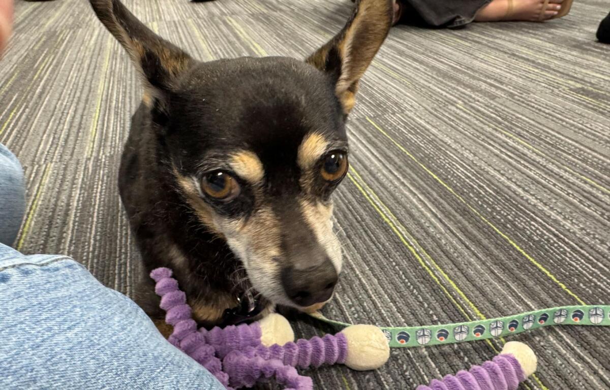 Meet Texan a 12-year-old, 9-pound Chihuahua mix. He, has black fur on most of his body, and brown fur in his tummy and eye areas. He, has pointy ears and light brown eyes.