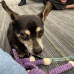 Meet Texan a 12-year-old, 9-pound Chihuahua mix. He, has black fur on most of his body, and brown fur in his tummy and eye areas. He, has pointy ears and light brown eyes.