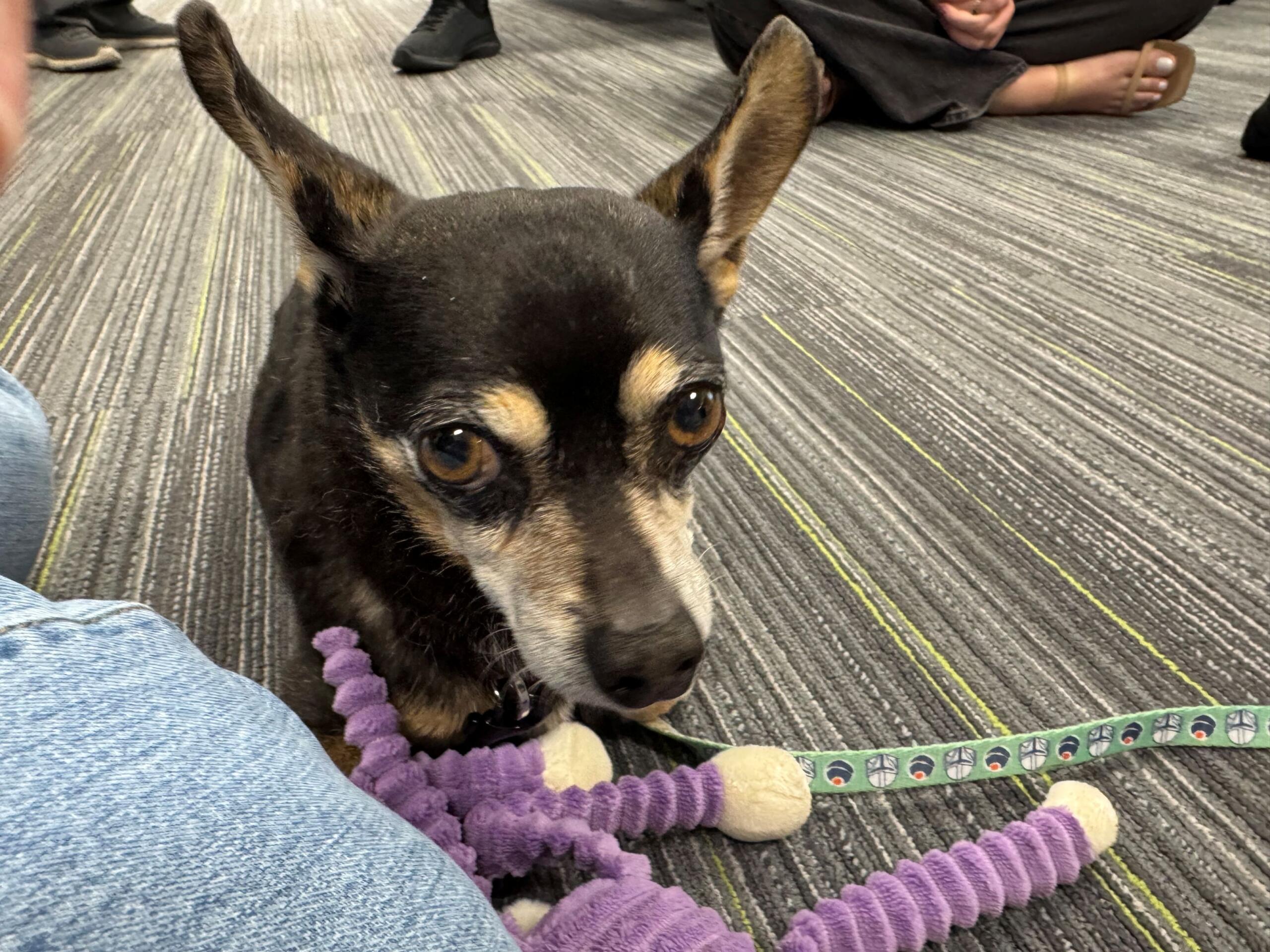 Meet Texan a 12-year-old, 9-pound Chihuahua mix. He, has black fur on most of his body, and brown fur in his tummy and eye areas. He, has pointy ears and light brown eyes.