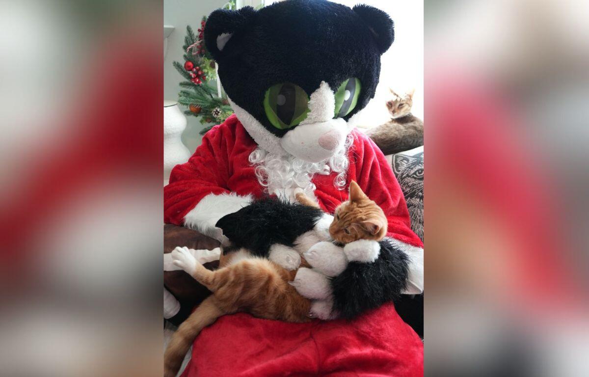 A giant cat dressed in a Santa suit, holding an orange cat, with white calls and Christmas decorations in the background.