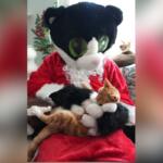 A giant cat dressed in a Santa suit, holding an orange cat, with white calls and Christmas decorations in the background.