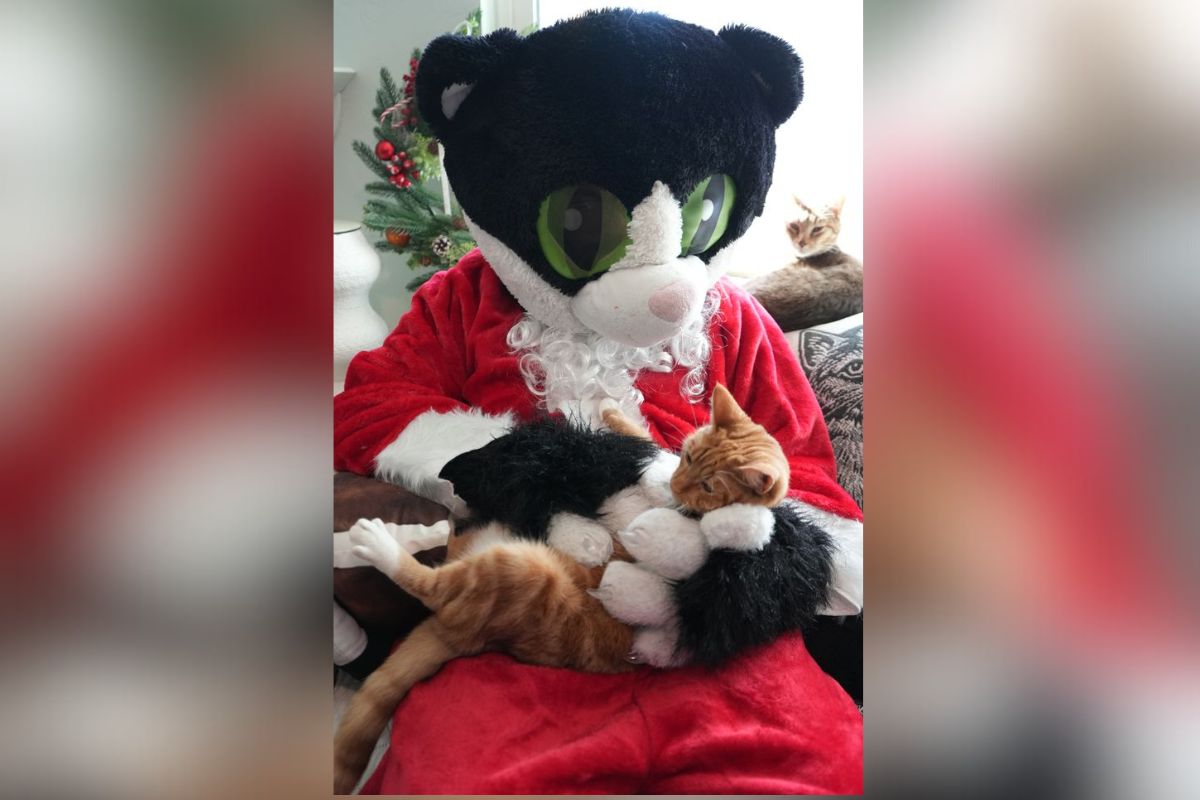 A giant cat dressed in a Santa suit, holding an orange cat, with white calls and Christmas decorations in the background.