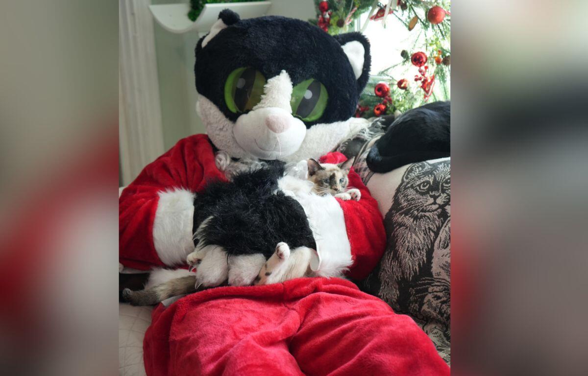 A giant cat sitting on a couch holding a small cat, with white walls and Christmas decorations in the background.