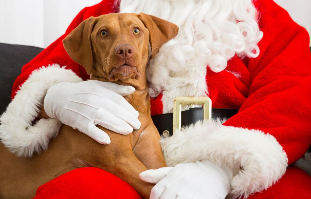 A brown dog poses with a figure dressed as Santa.