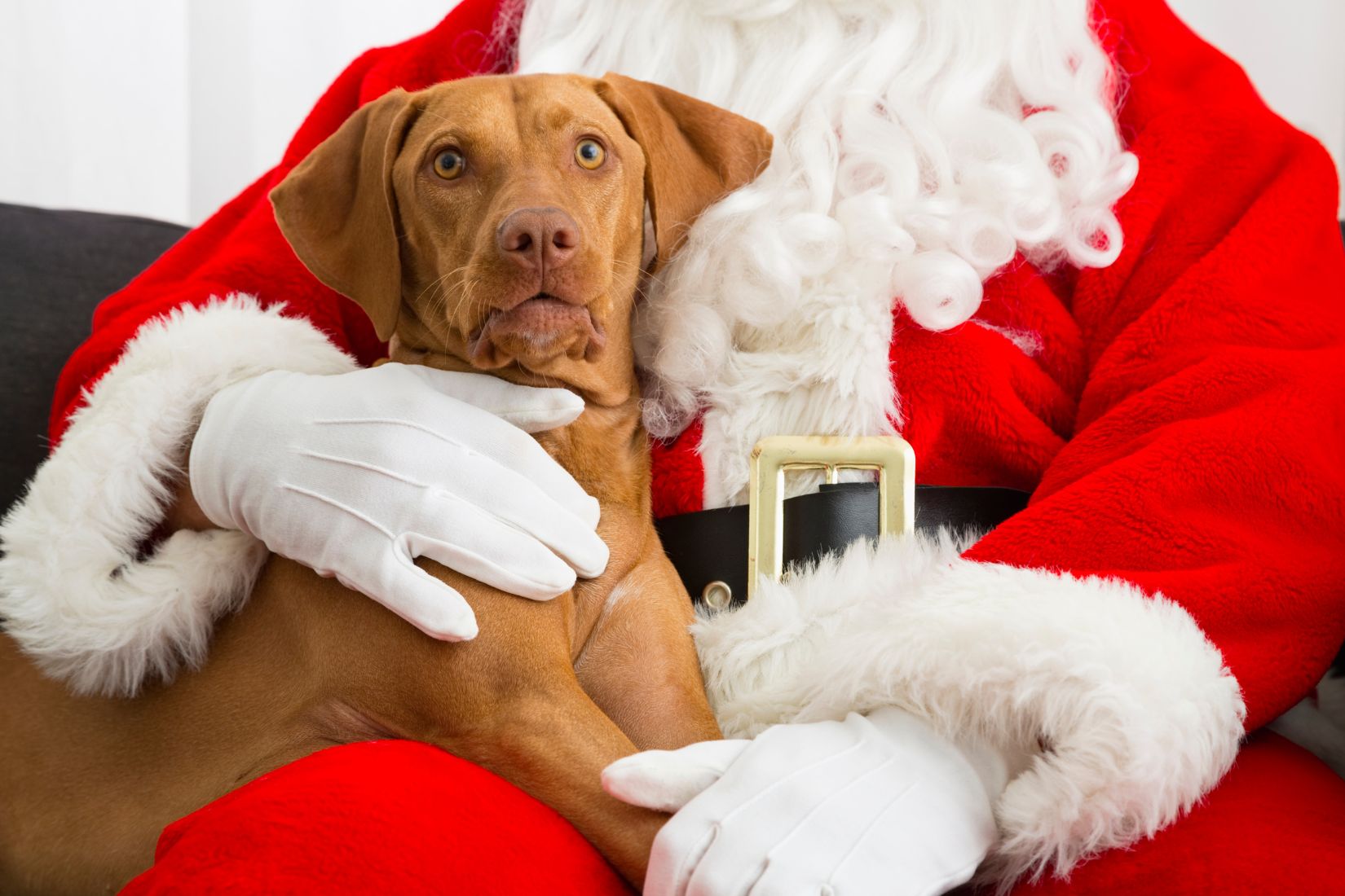 A brown dog poses with a figure dressed as Santa.