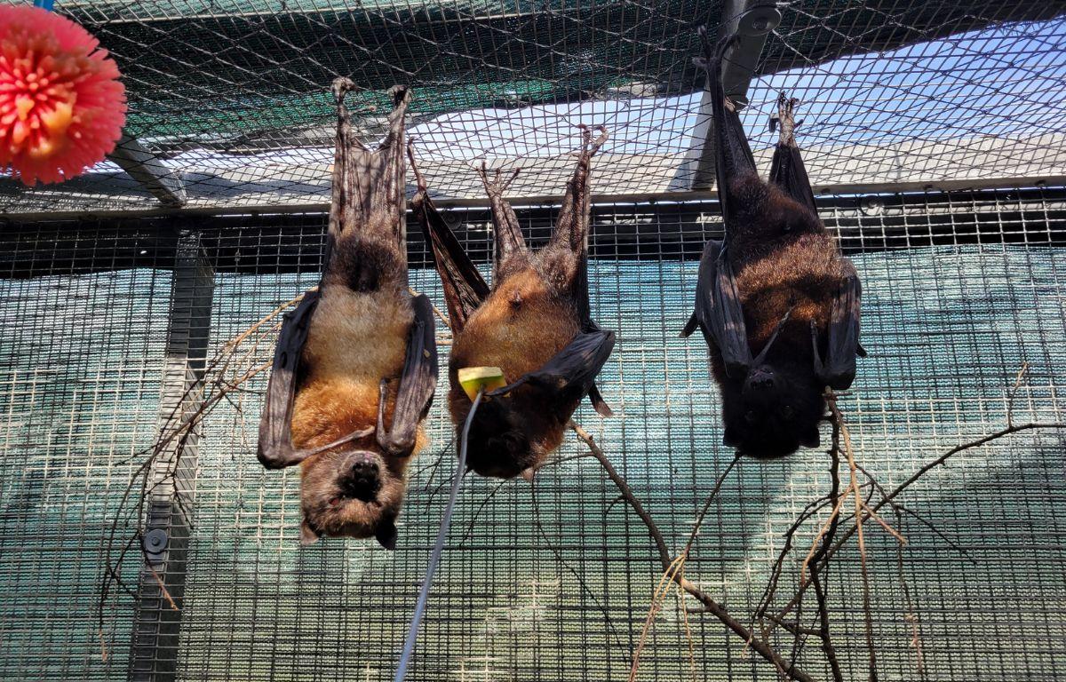 A group of geriatric Malayan Flying Foxes hanging upside down feeding from cantaloupe.