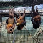 A group of geriatric Malayan Flying Foxes hanging upside down feeding from cantaloupe.