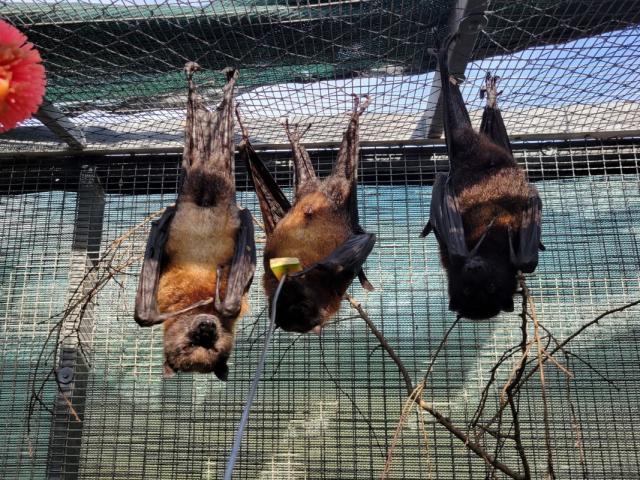 A group of geriatric Malayan Flying Foxes hanging upside down feeding from cantaloupe.