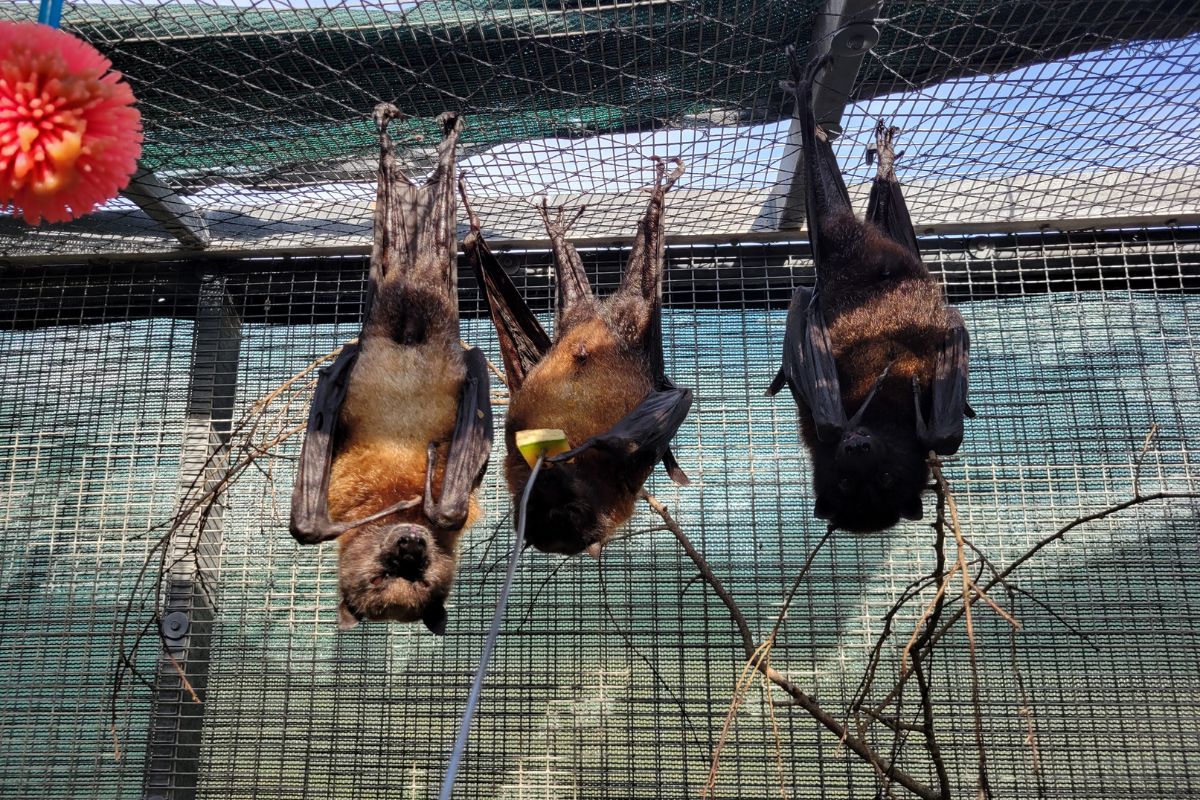A group of geriatric Malayan Flying Foxes hanging upside down feeding from cantaloupe.