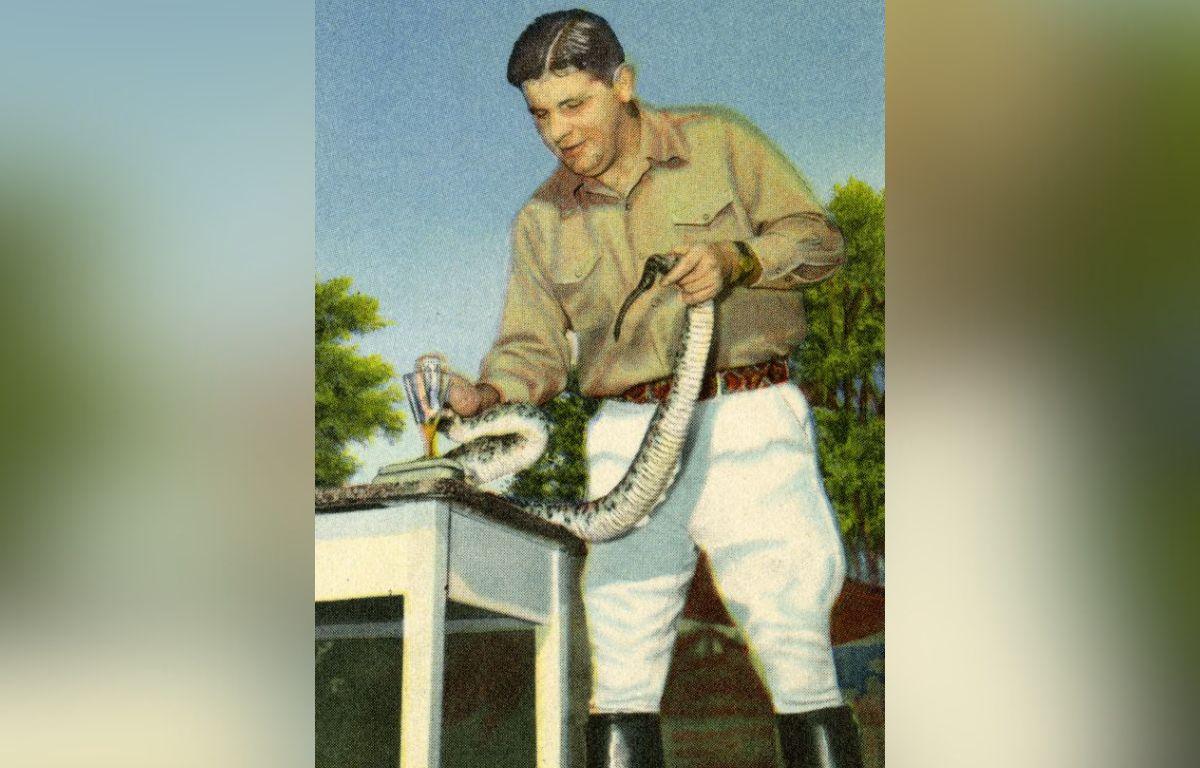 A colored, hand-painted postcard of a man milking a Eastern diamondback rattlesnake.