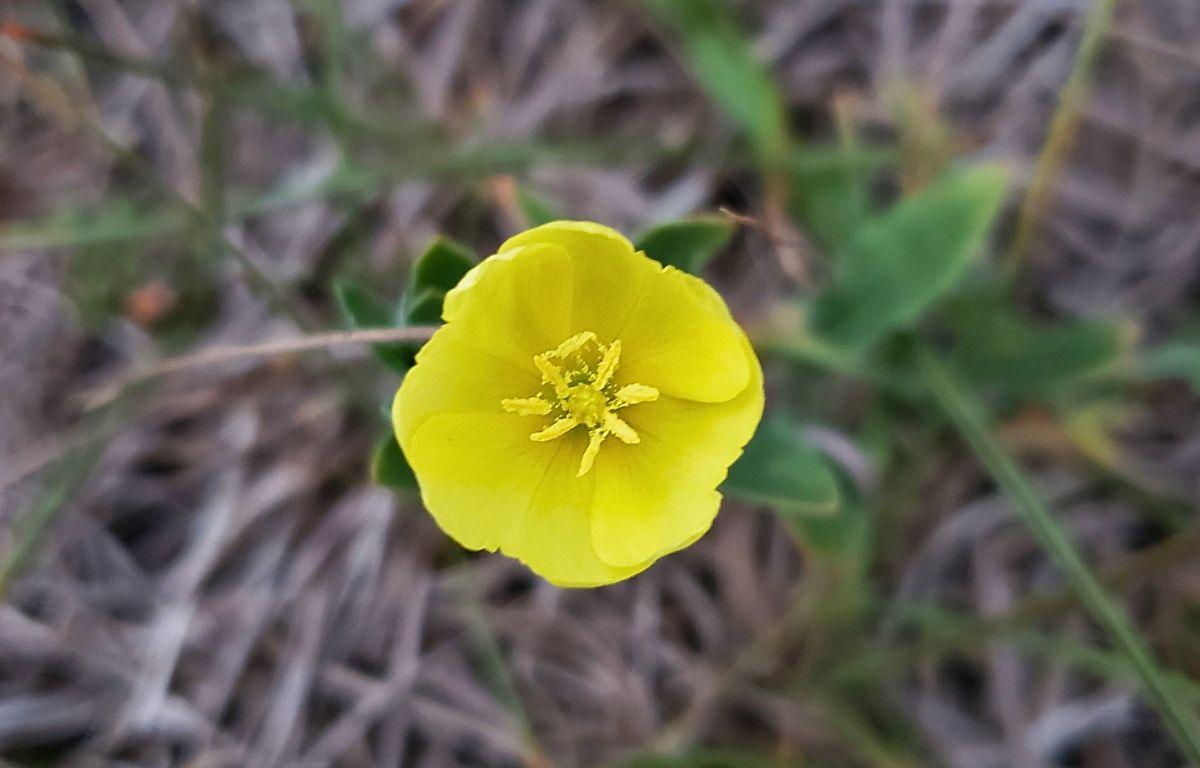 A bright, yellow floor stands over a patch of dead grass with green leaves protruding from its stem.