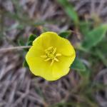 A bright, yellow floor stands over a patch of dead grass with green leaves protruding from its stem.