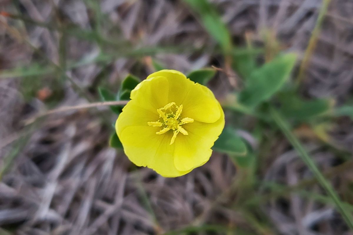 The Laly Acres Nursery Market in Ocala is Back for Another Year of Shopping