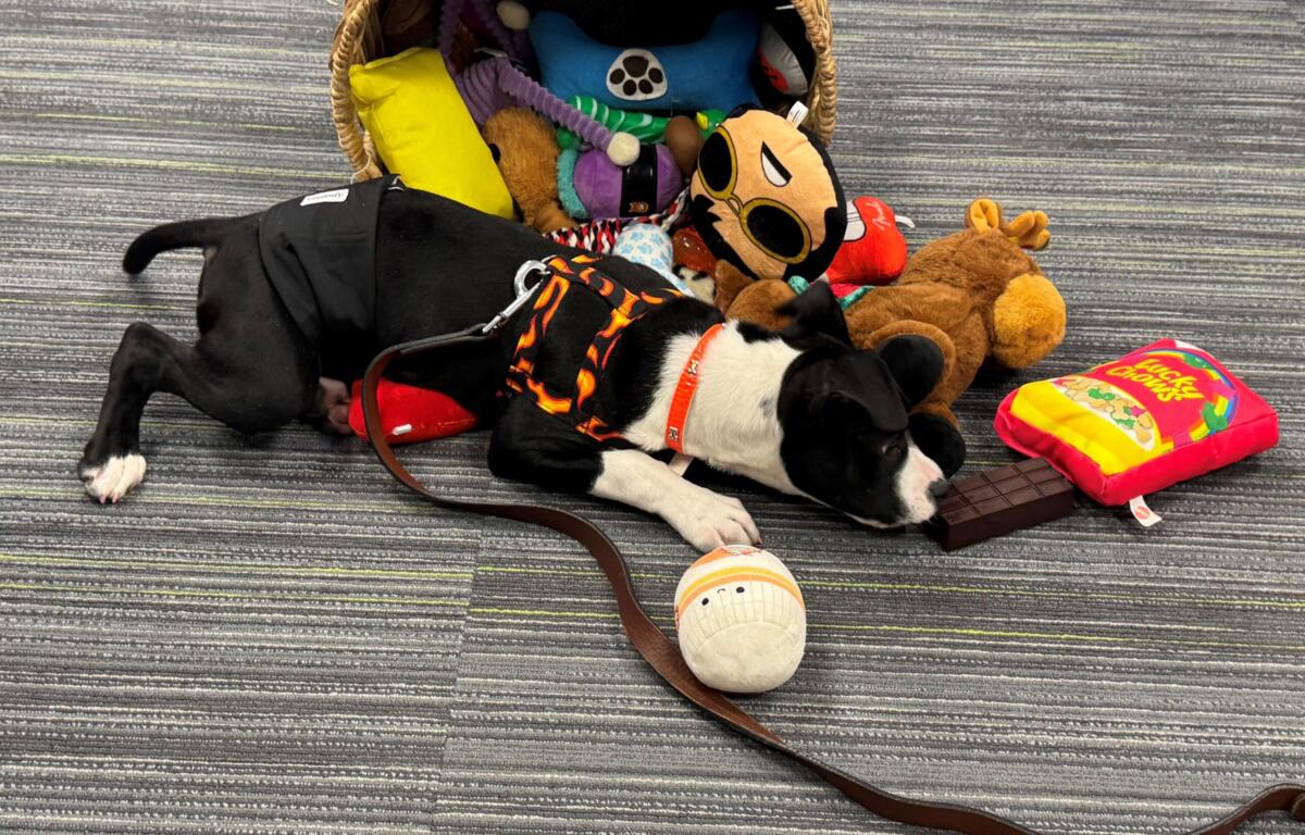 Meet Gocho, a 4-month-old black and white pup who waits for his forever home at the Humane Society of Marion County.