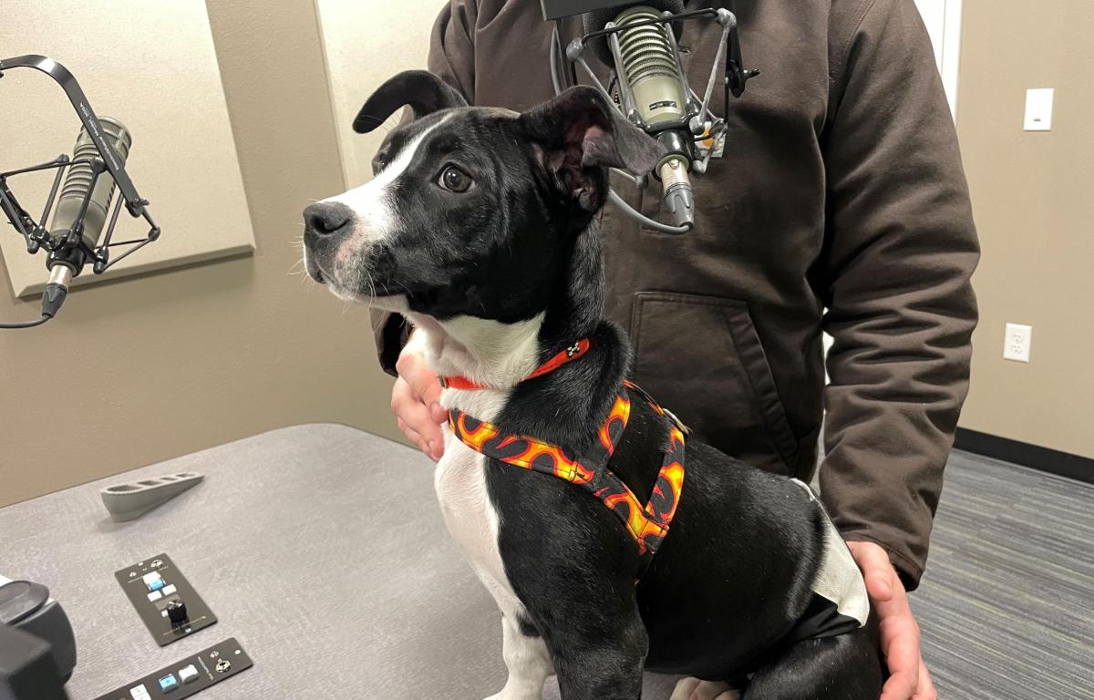 Meet Gaucho, a 4-month-old black and white pup who waits for his forever home at the Humane Society of Marion County.