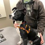 Meet Gaucho, a 4-month-old black and white pup who waits for his forever home at the Humane Society of Marion County.