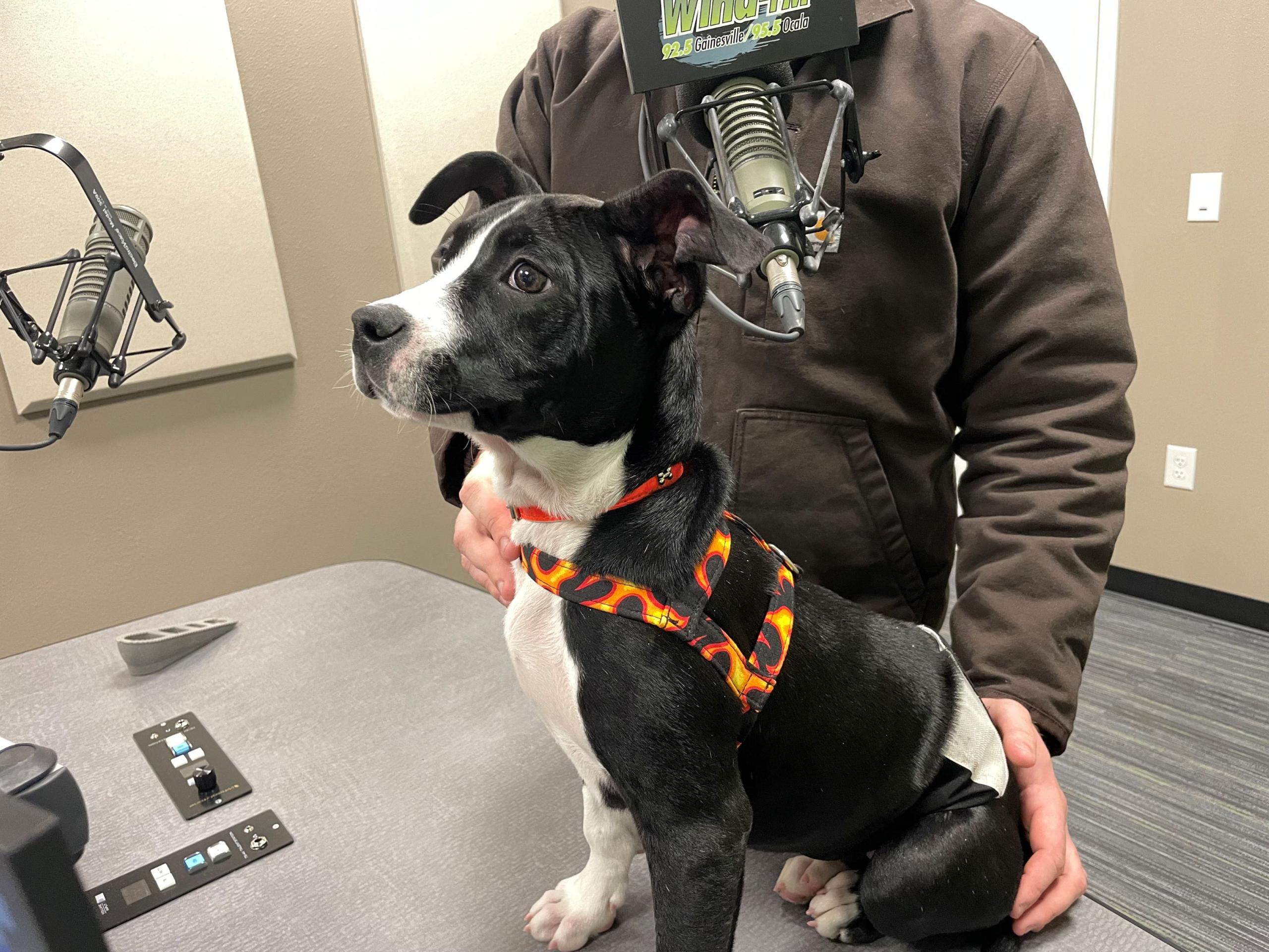 Meet Gaucho, a 4-month-old black and white pup who waits for his forever home at the Humane Society of Marion County.